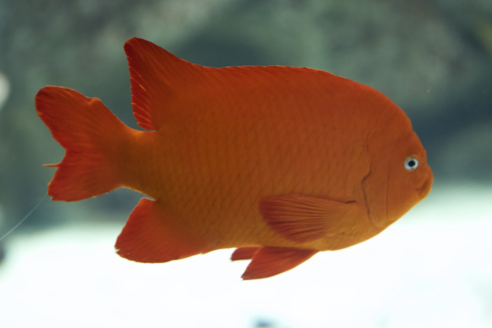 Garibaldi/ Hypsypops rubicundus