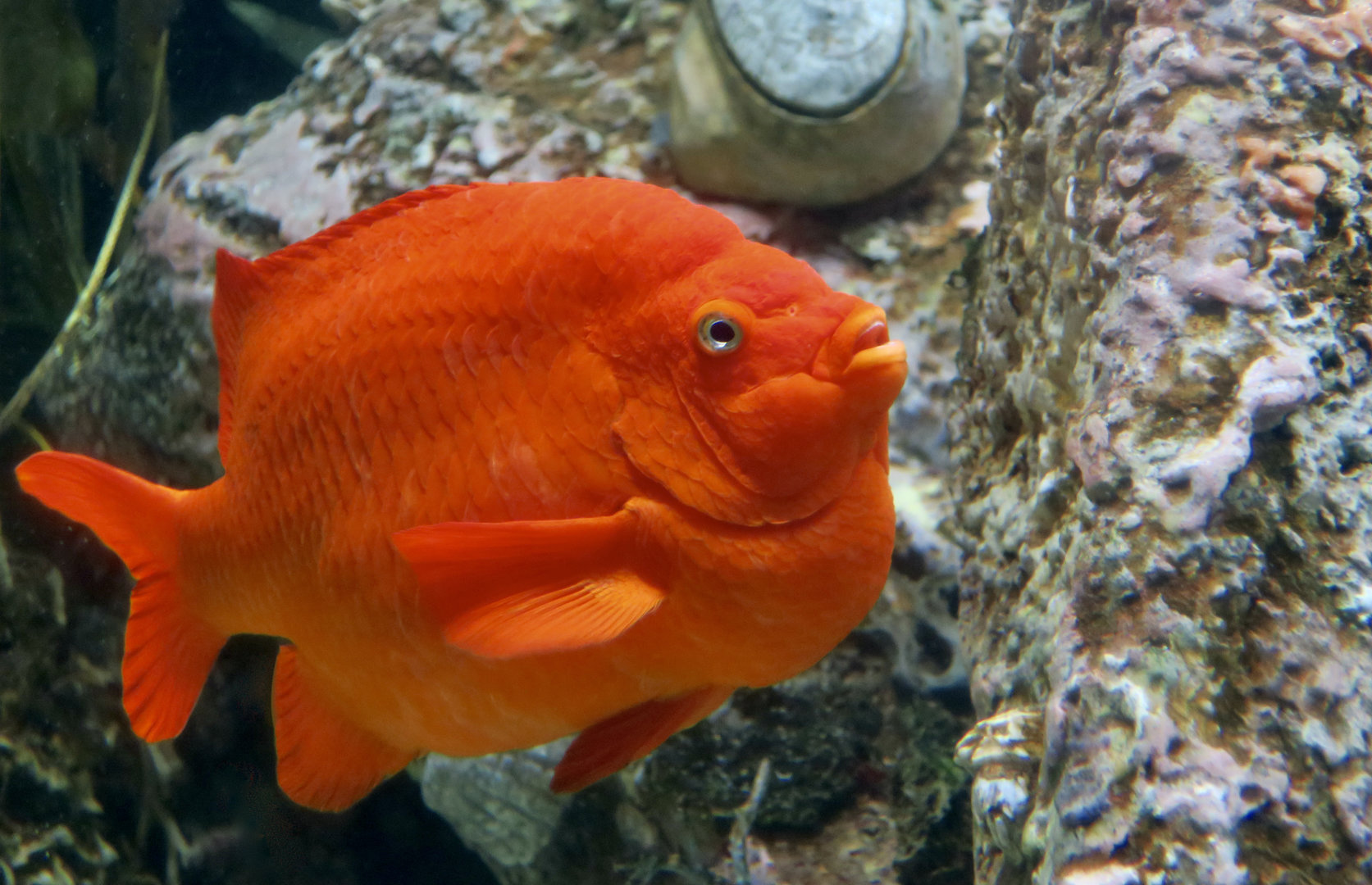 Garibaldi (Hypsypops rubicundus)