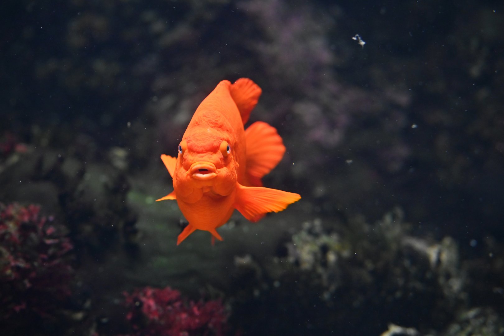 Garibaldi Hypsypops rubicundus
