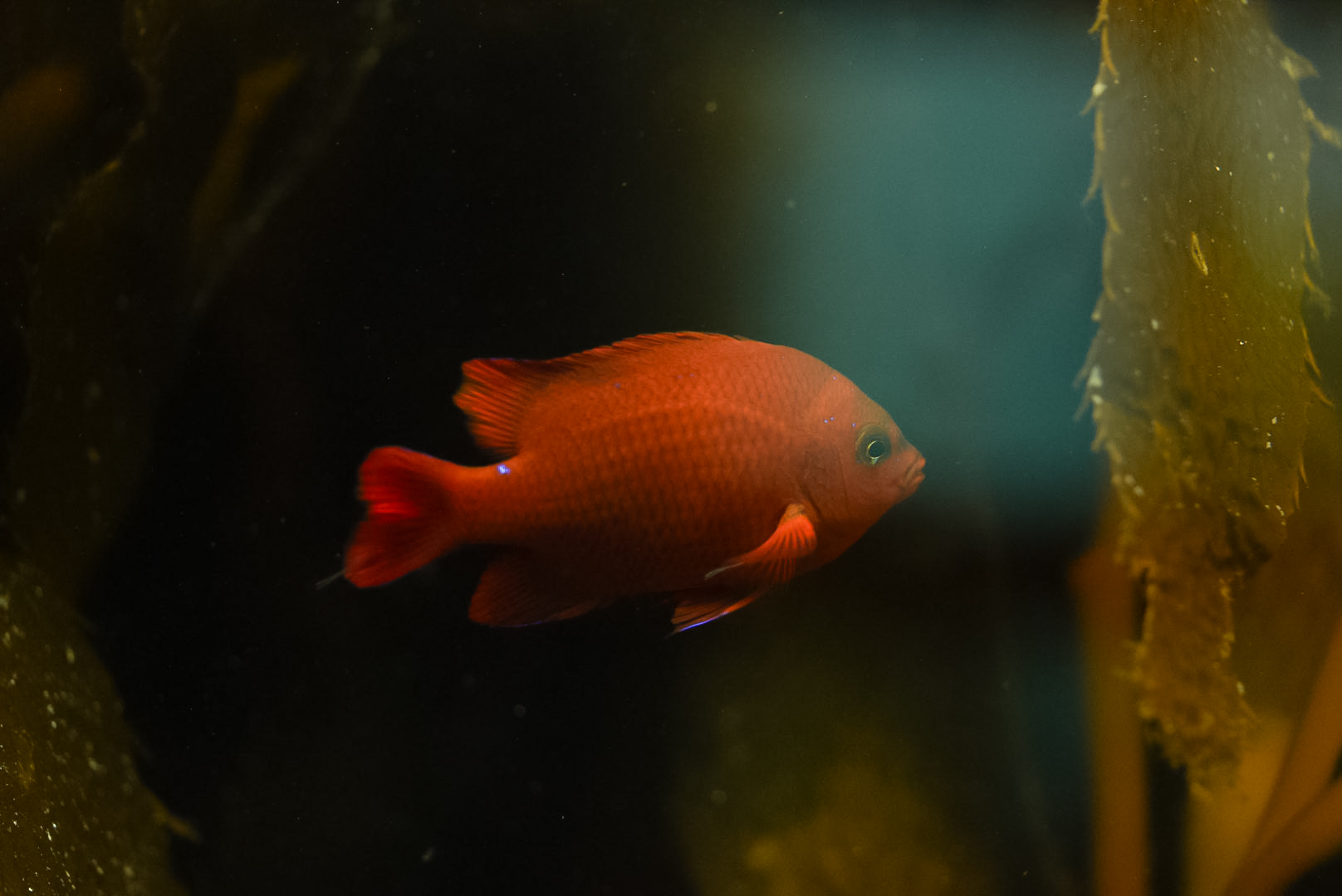 Garibaldi (sub-adult)