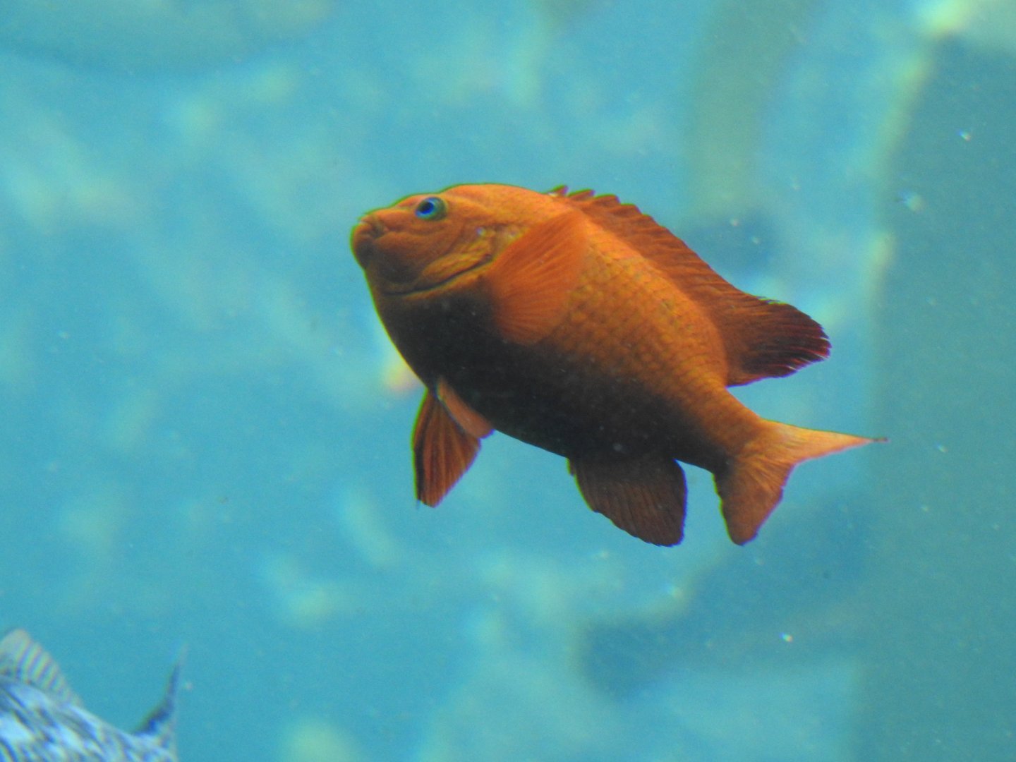 Garibaldi
