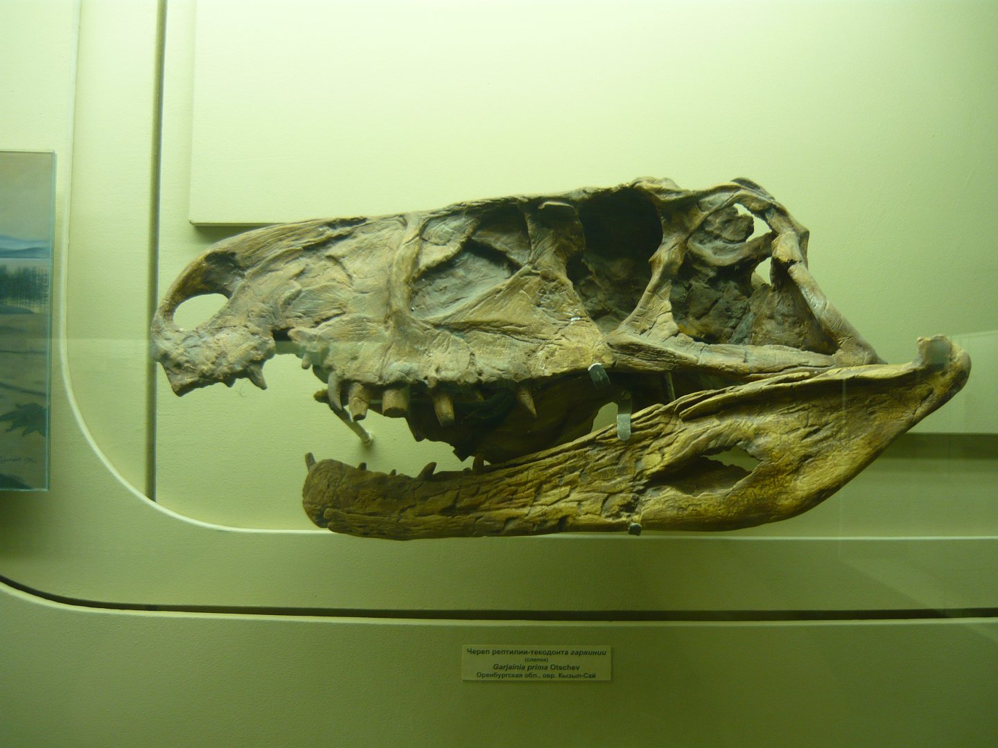 Garjainia prima skull (cast)