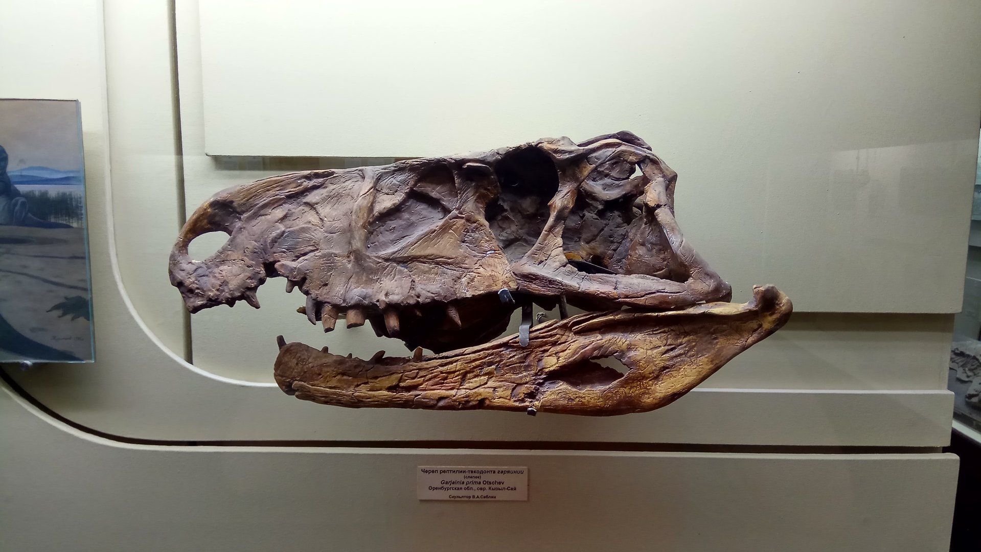 Garjainia prima skull