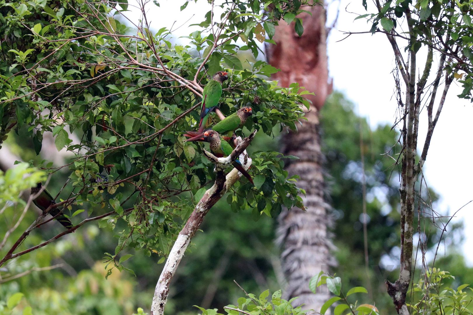 Garlepp's parakeets, Peruvian Amazon, May 2016