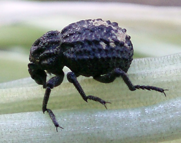 Garlic Weevil (Brachycerus repertus)