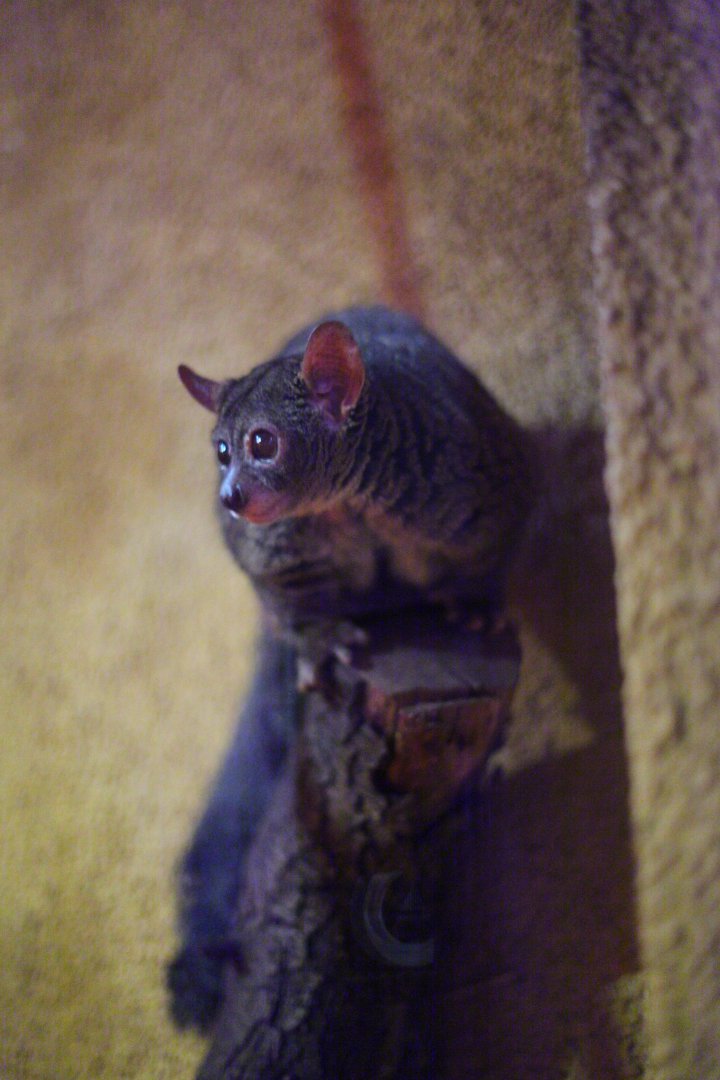 Garnett's bushbaby (Otolemur garnettii)