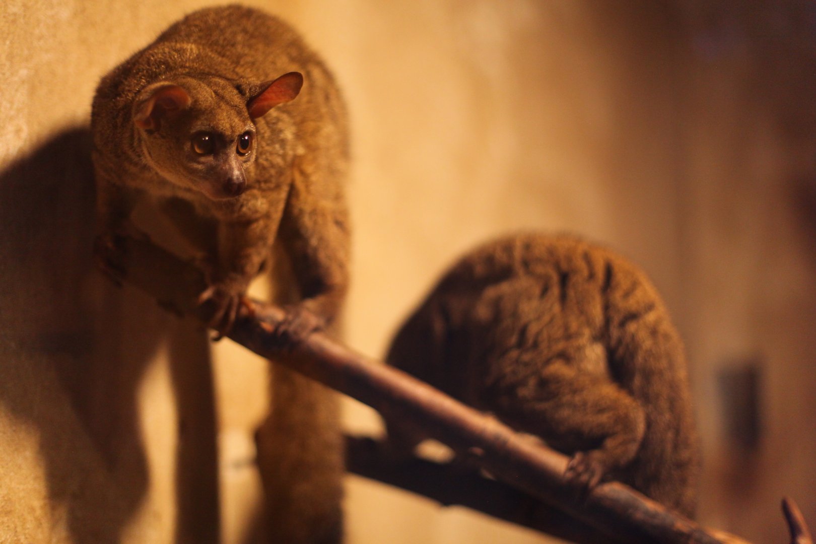 Garnett's bushbaby (Otolemur garnettii)
