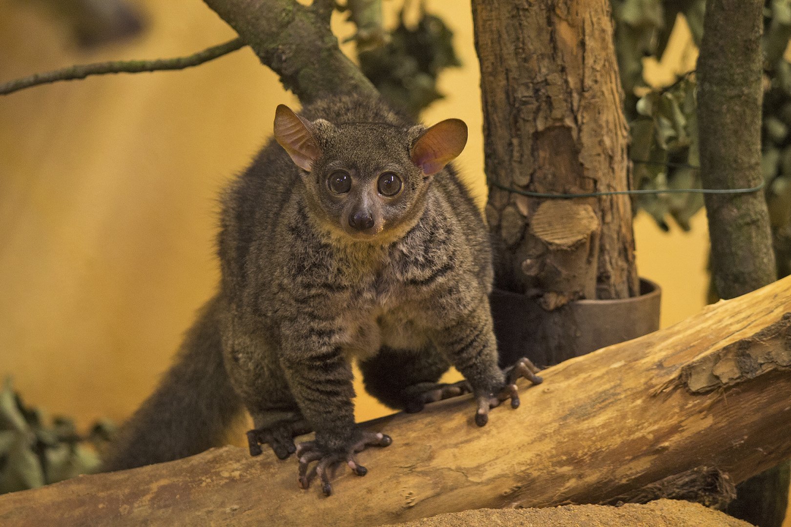 Garnett's bushbaby