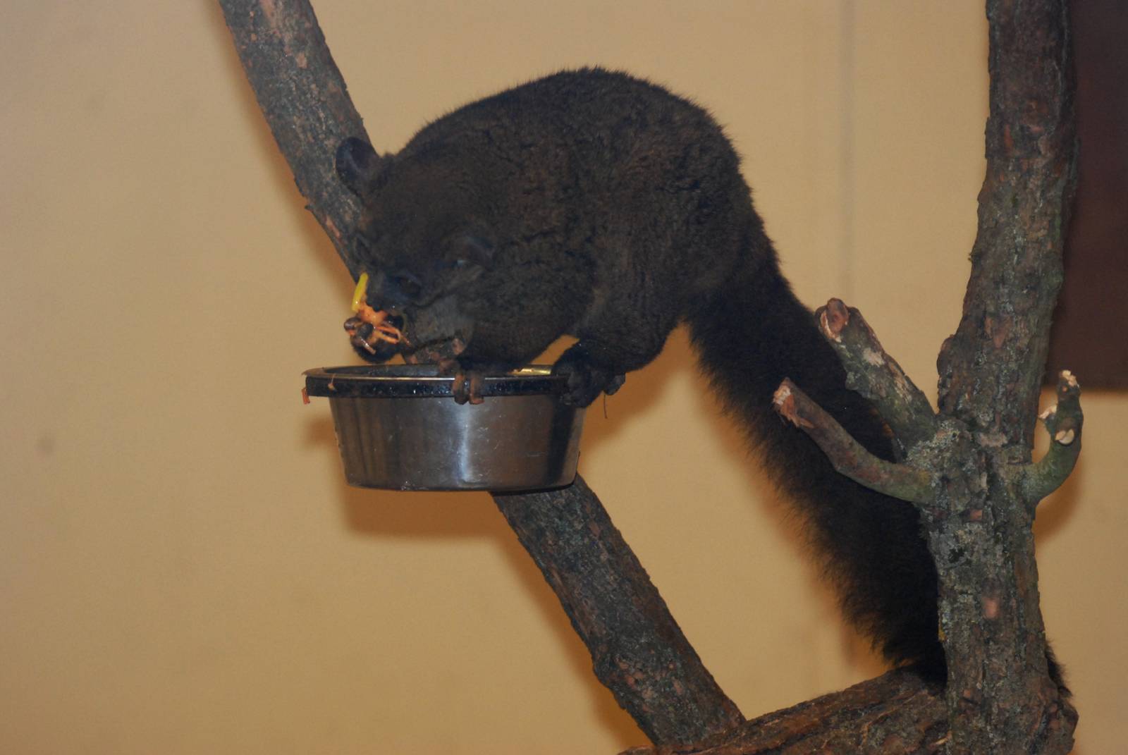 Garnett's Galago at Pilsen, 31/08/12
