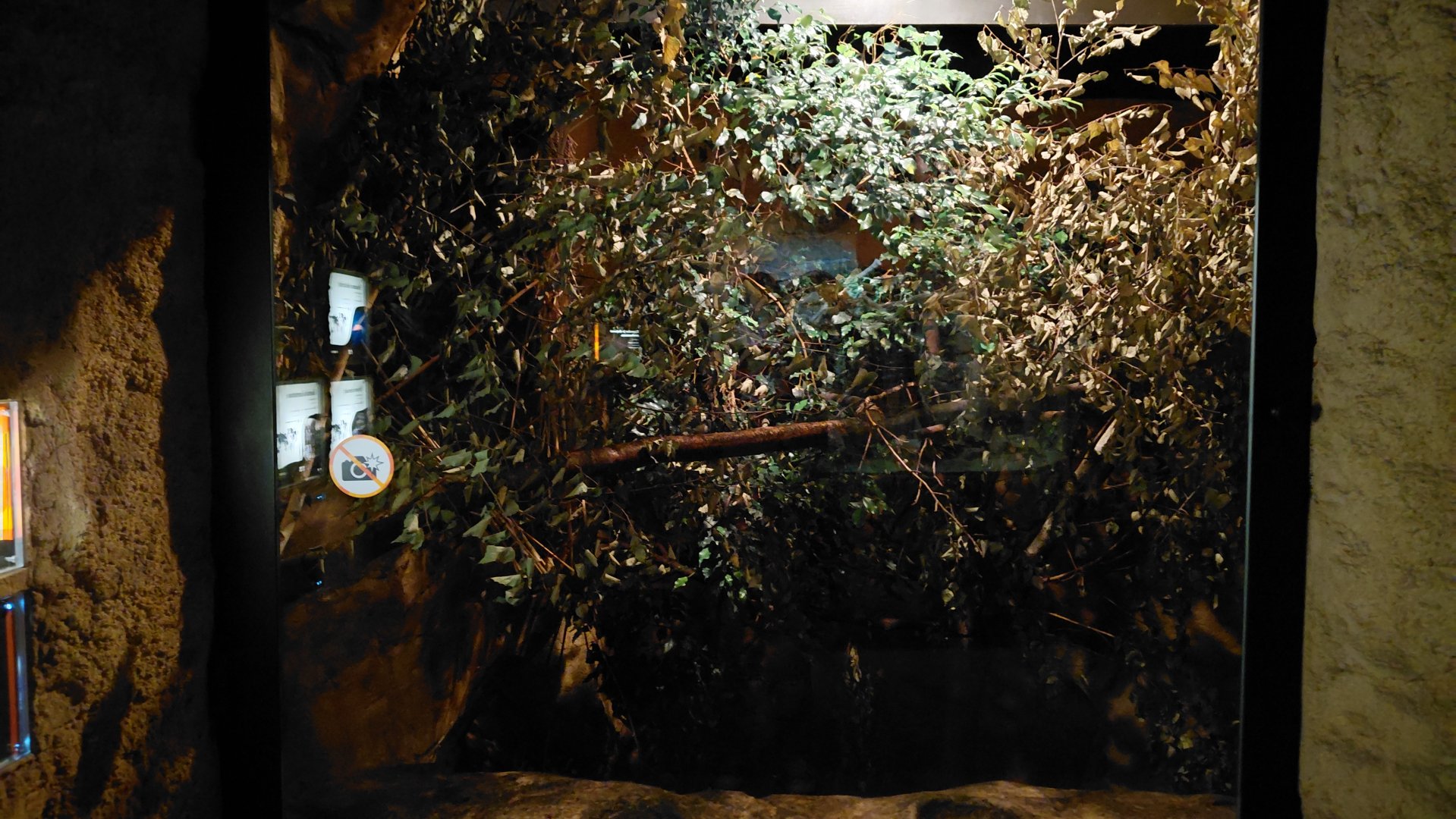 Garnett's galago exhibit