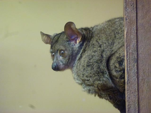 Garnett's galago, October 2013.