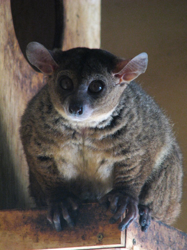 Garnett's galago @ Prague zoo