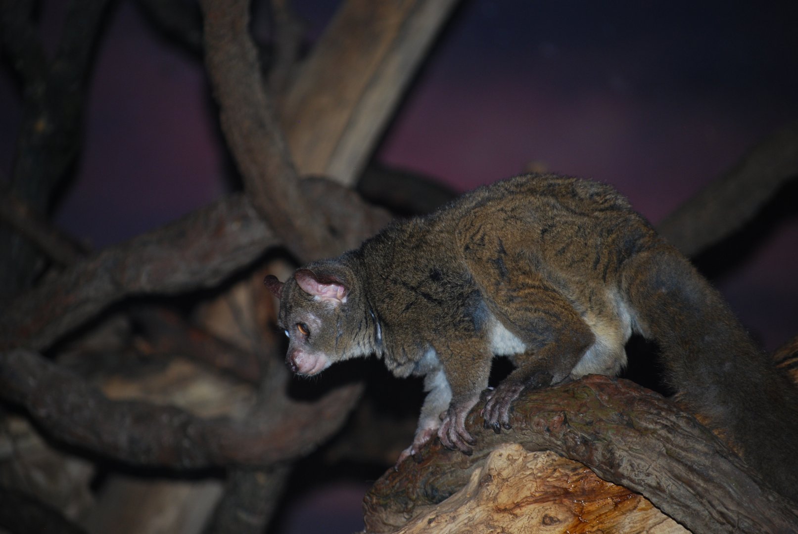 Garnett's Galago