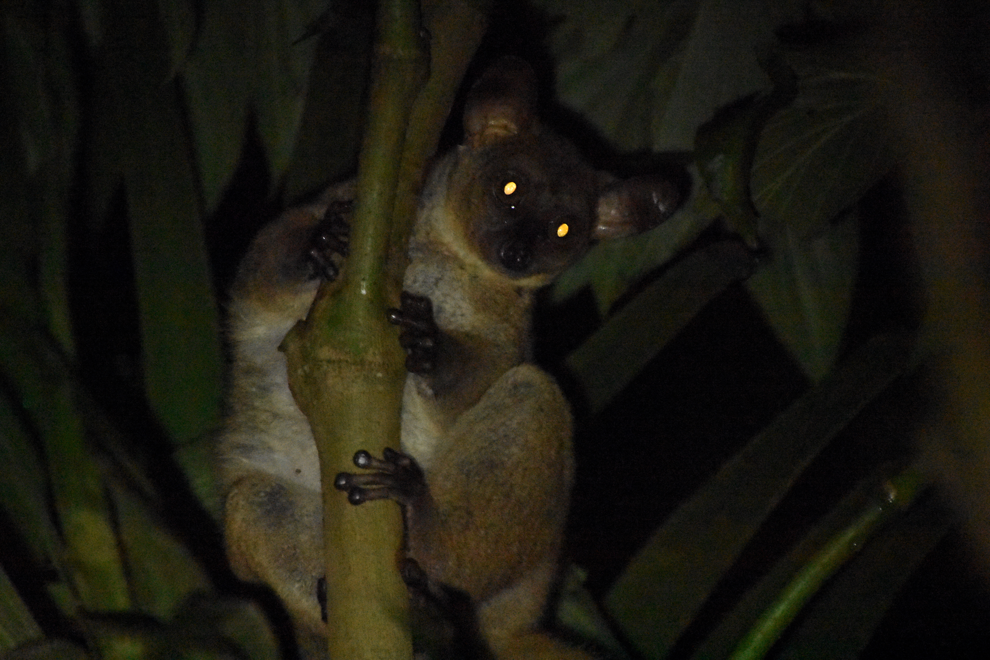 Garnett's galago