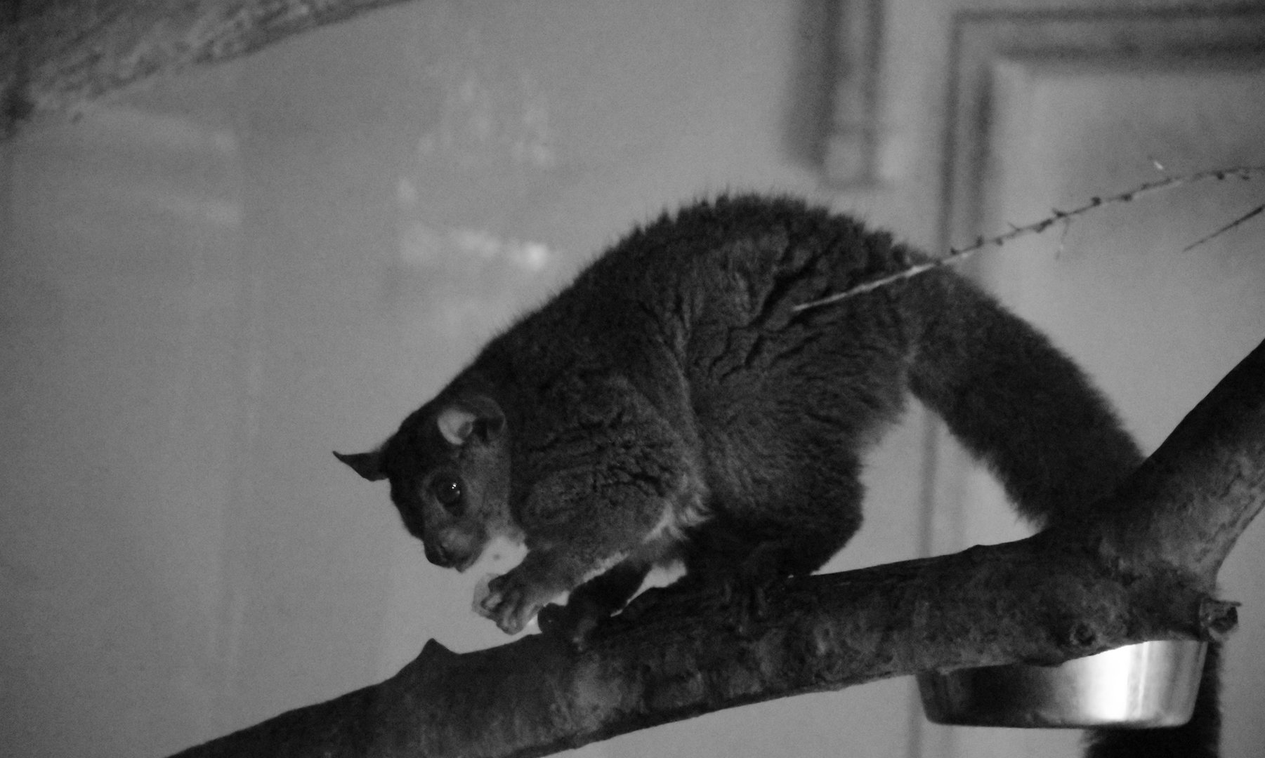 Garnett's greater bushbaby