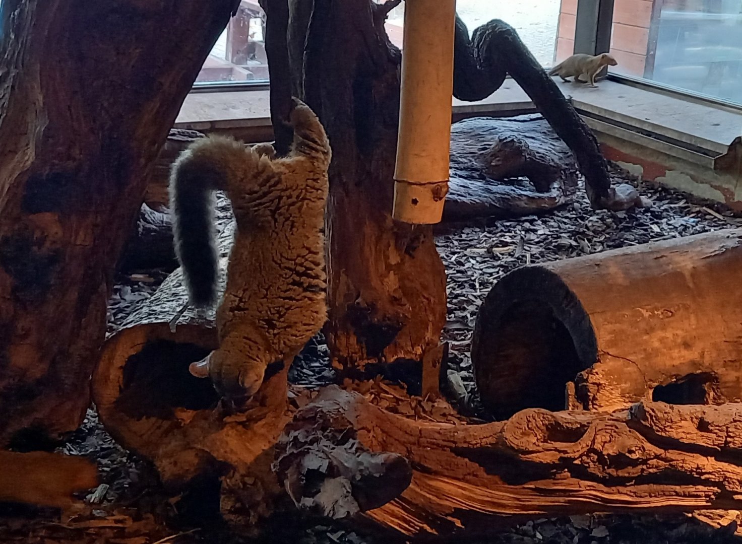 Garnett's greater galago and dwarf mongoose