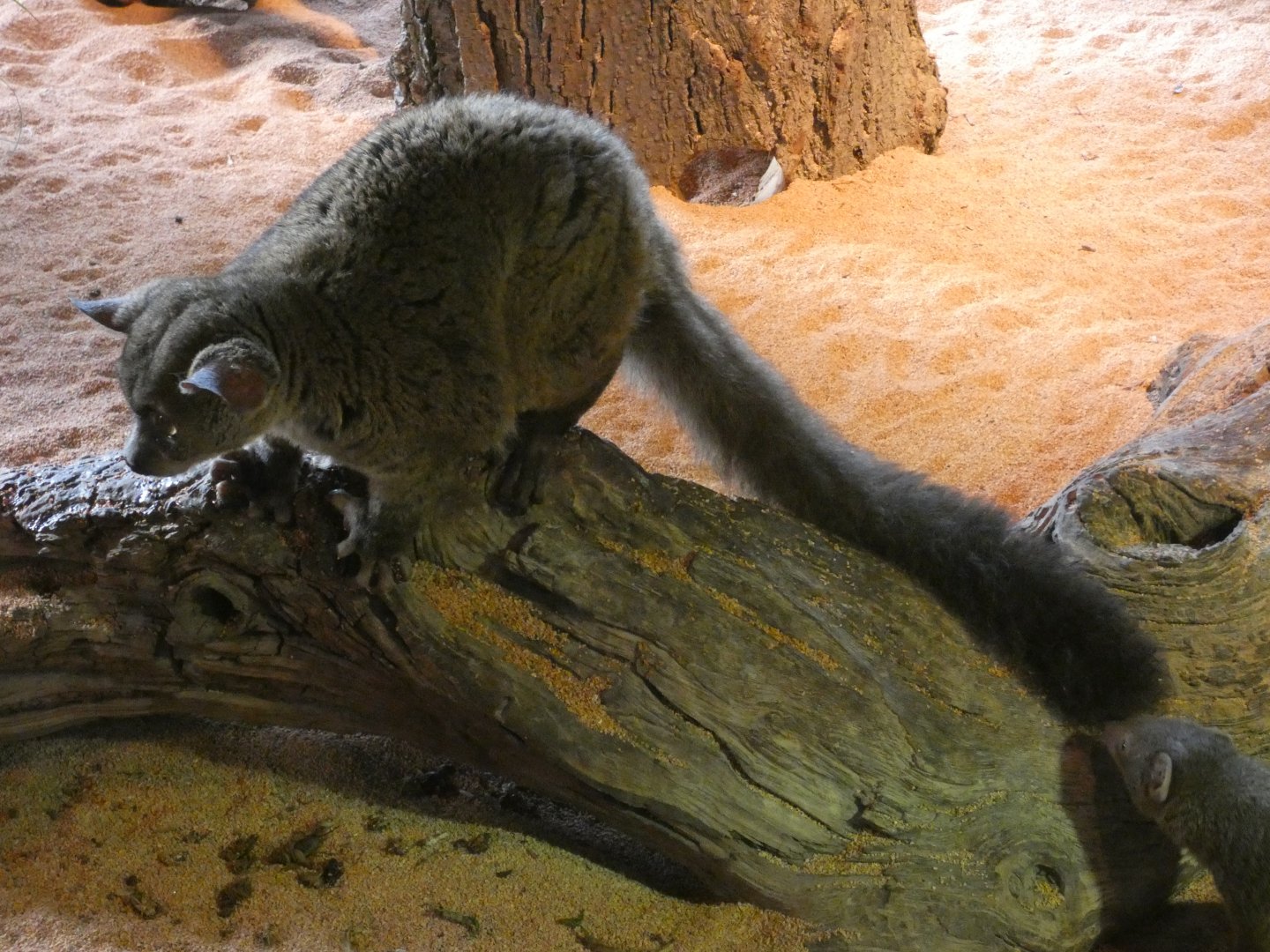 Garnett's greater galago and dwarf mongoose