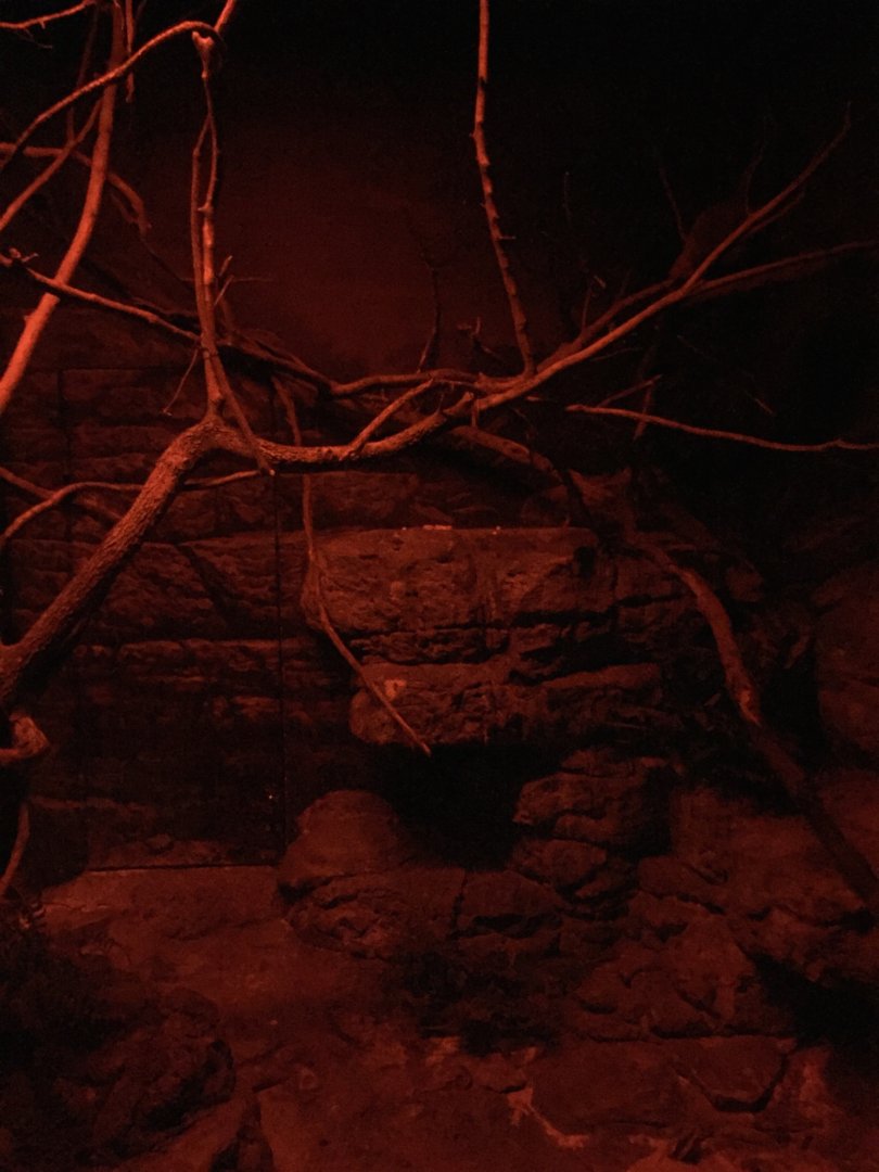 Garnett's Greater Galago Exhibit