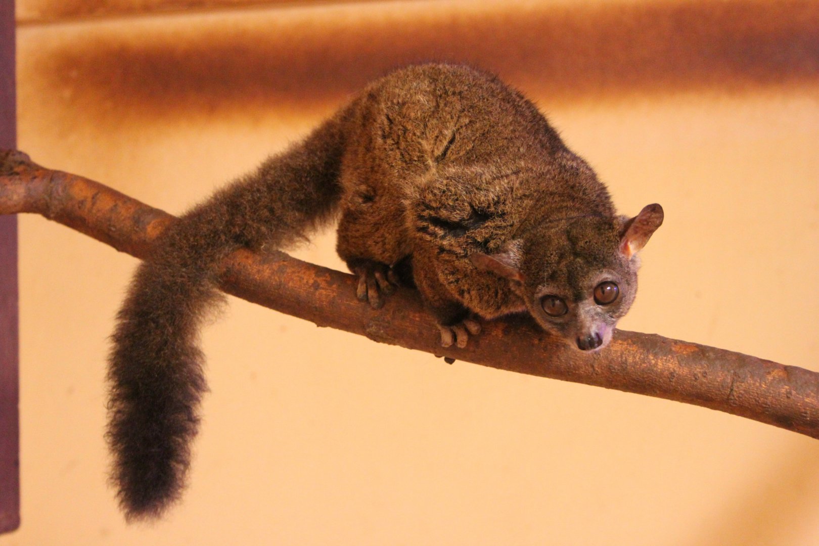 Garnett's greater galago (Otolemur garnettii)