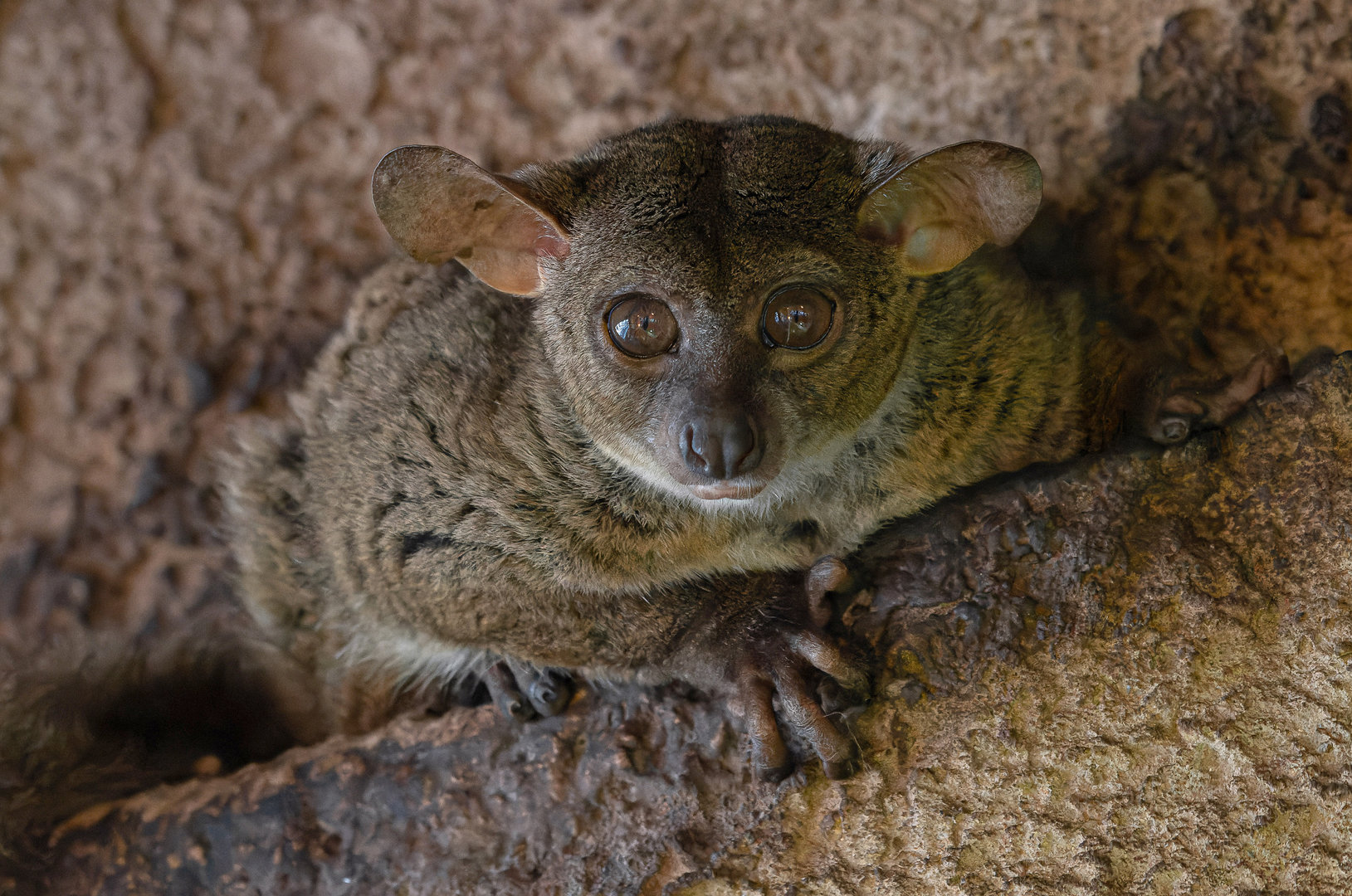 Garnett's greater galago (Otolemur garnettii)