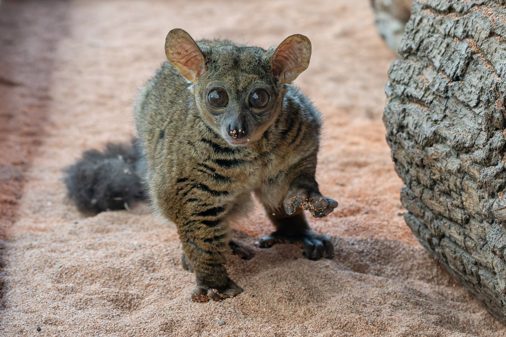 Garnett's greater galago (Otolemur garnettii)