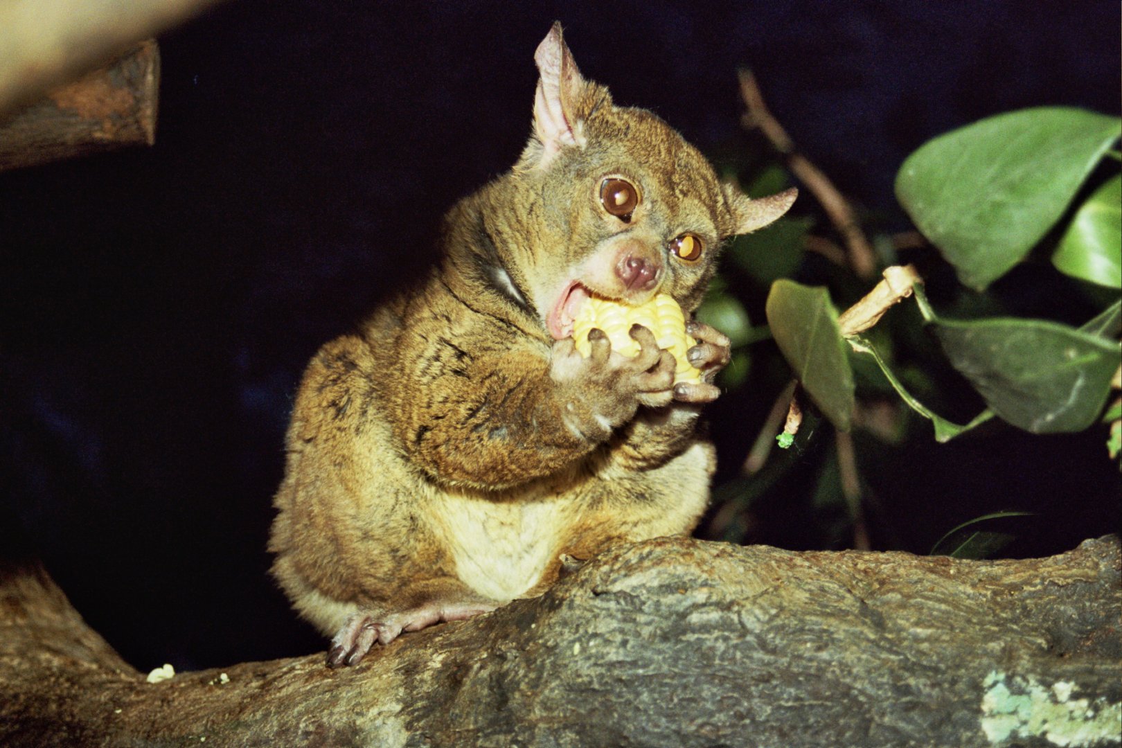 Garnett's greater galago (Otolemur garnettii)