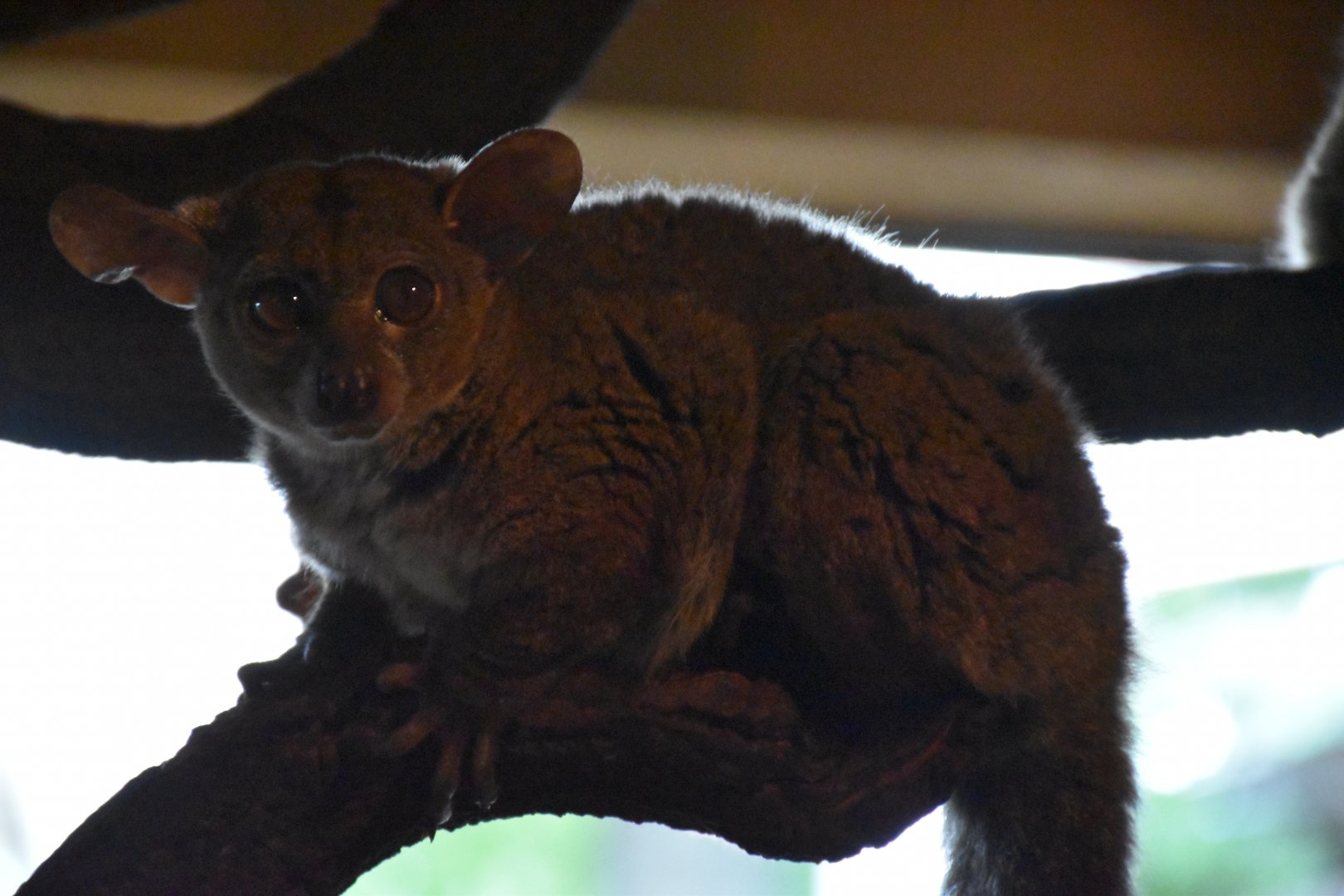Garnett's greater galago