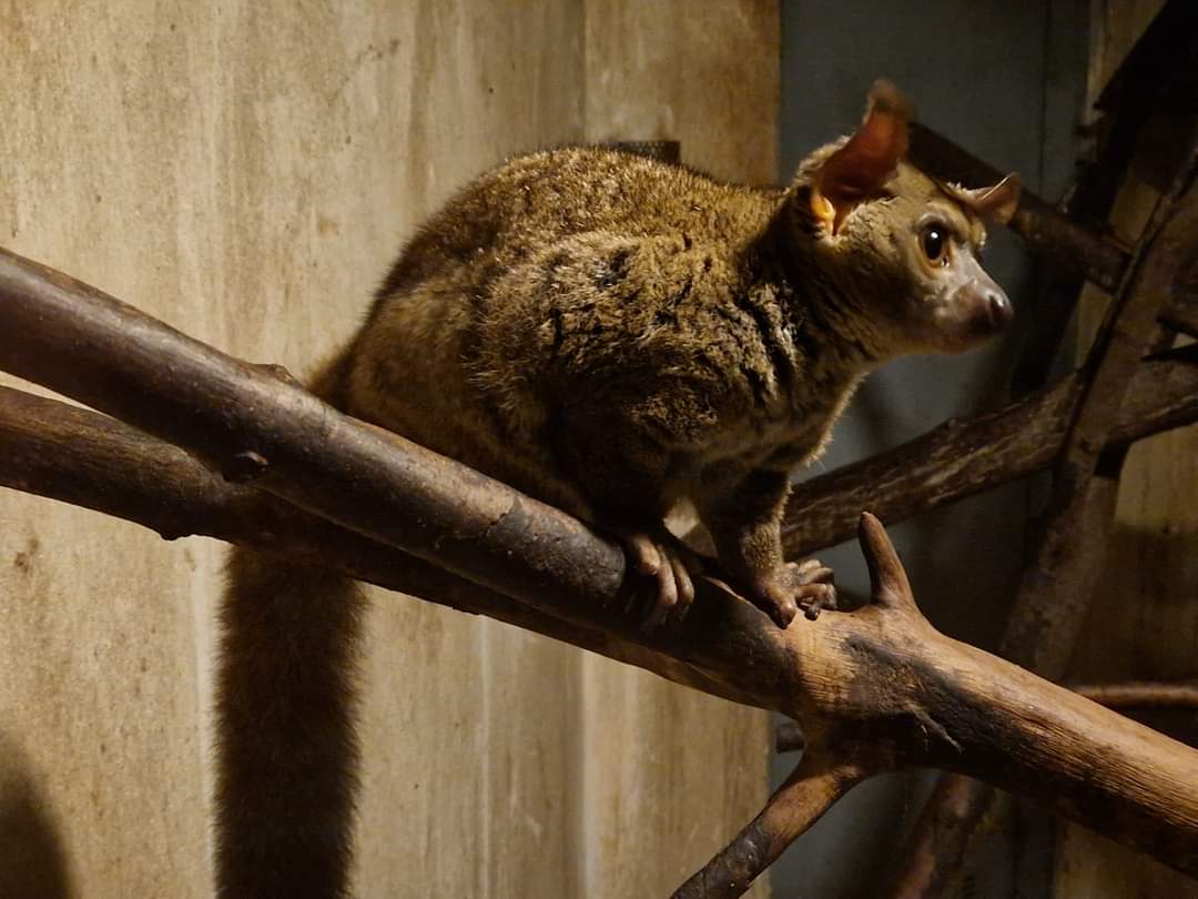 Garnett's greater galago