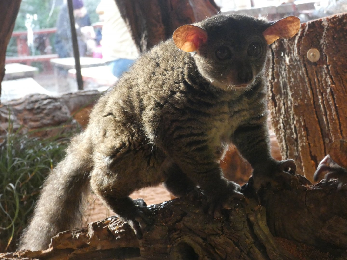 Garnett's greater galago