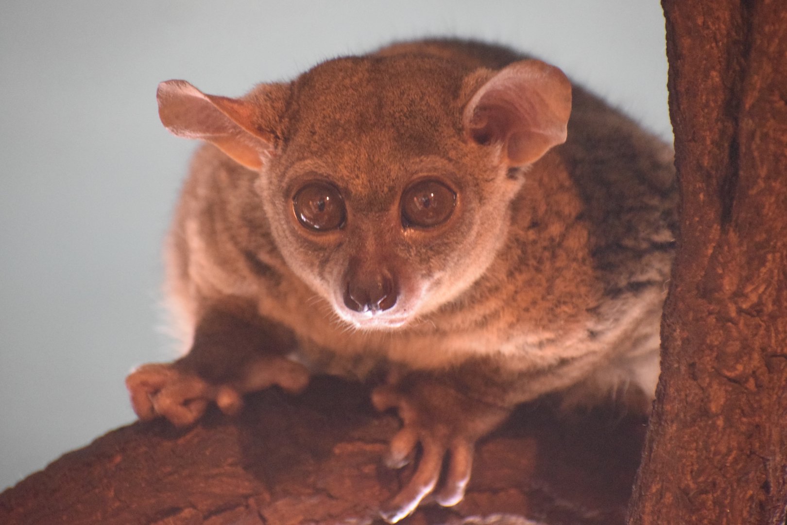 Garnett's greater galago