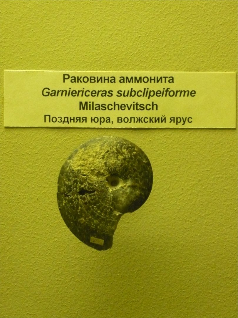 Garniericeras subclipeiforme