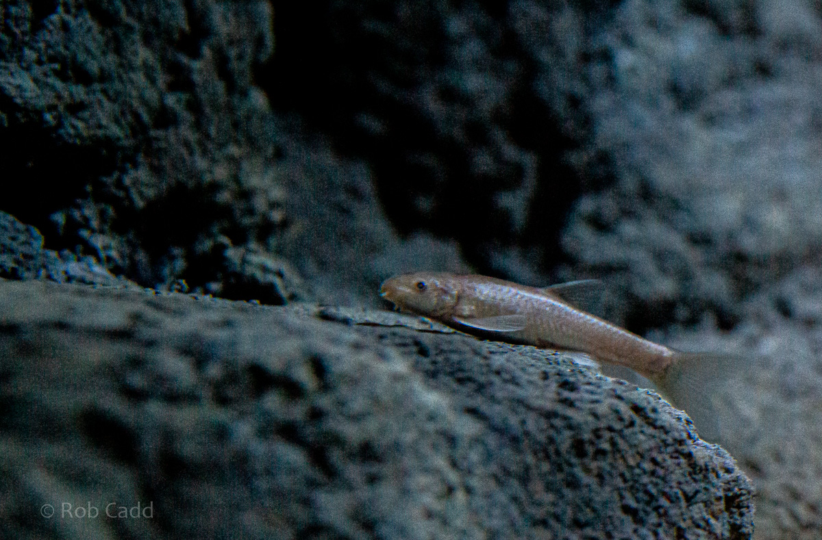 Garra barreimiae : Whipsnade : 06 Sep 2019