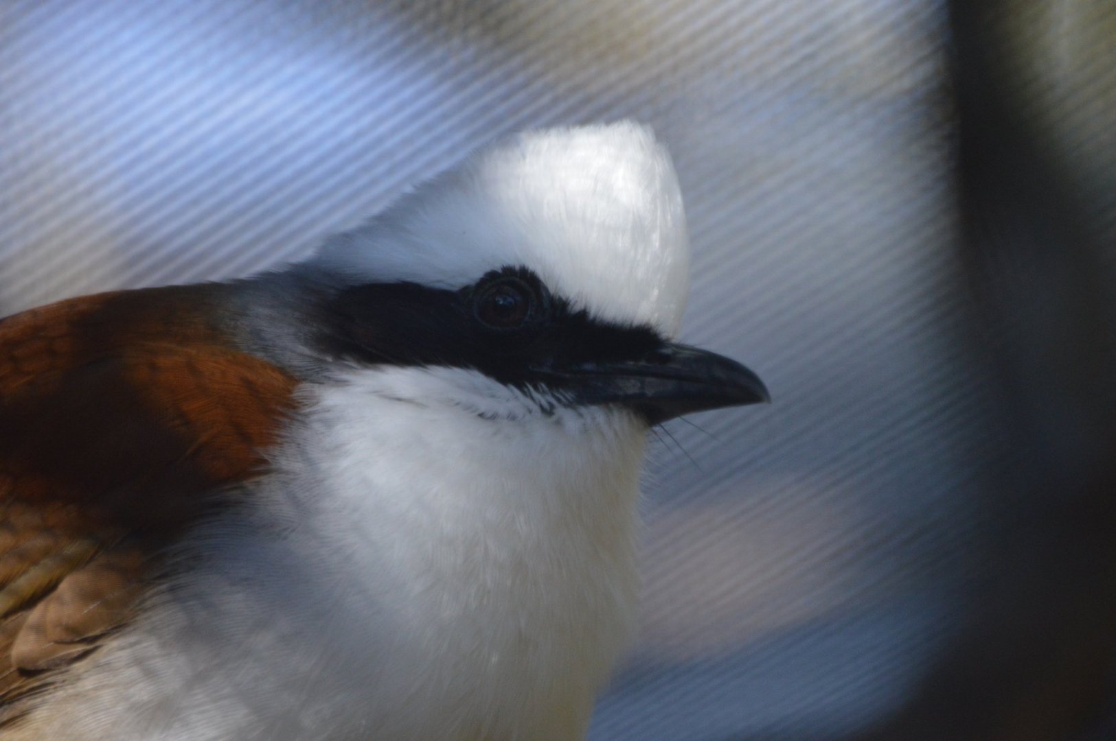 Garrulax leucolophus