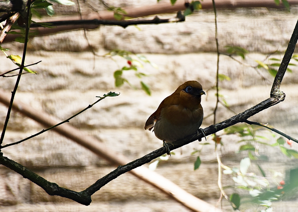 Garrulax poecilorhyncha berthemy