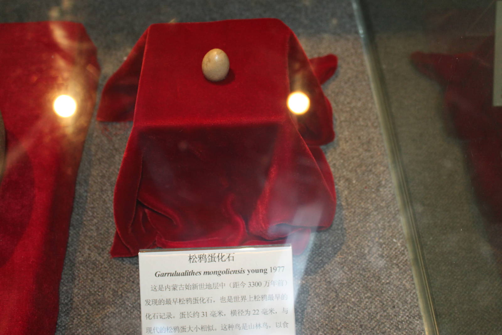 Garrulualithes mongoliensis