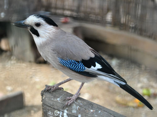 Garrulus glandarius atricapillus / Eurasian jay