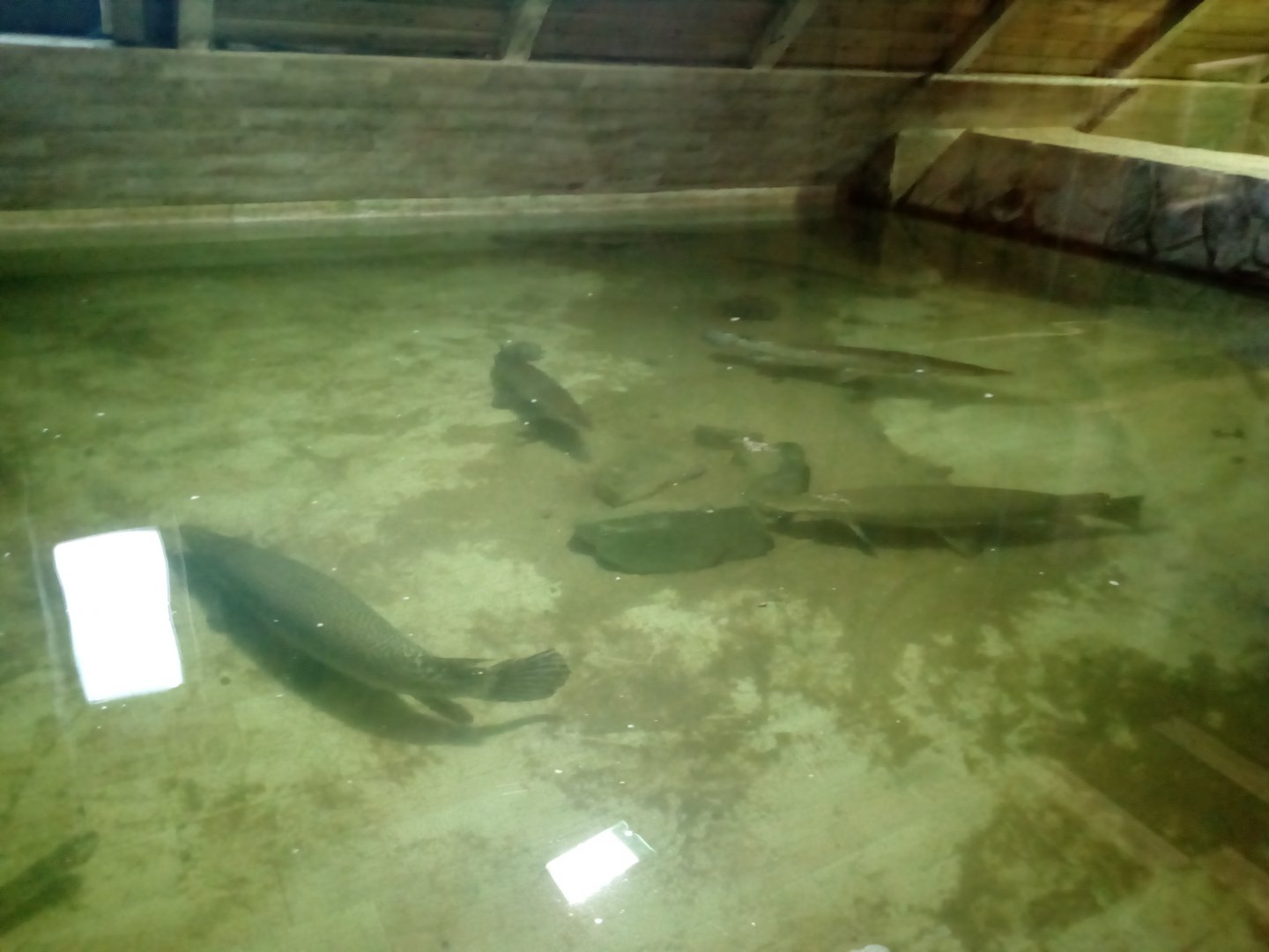 gars in false gharial tank-7/25