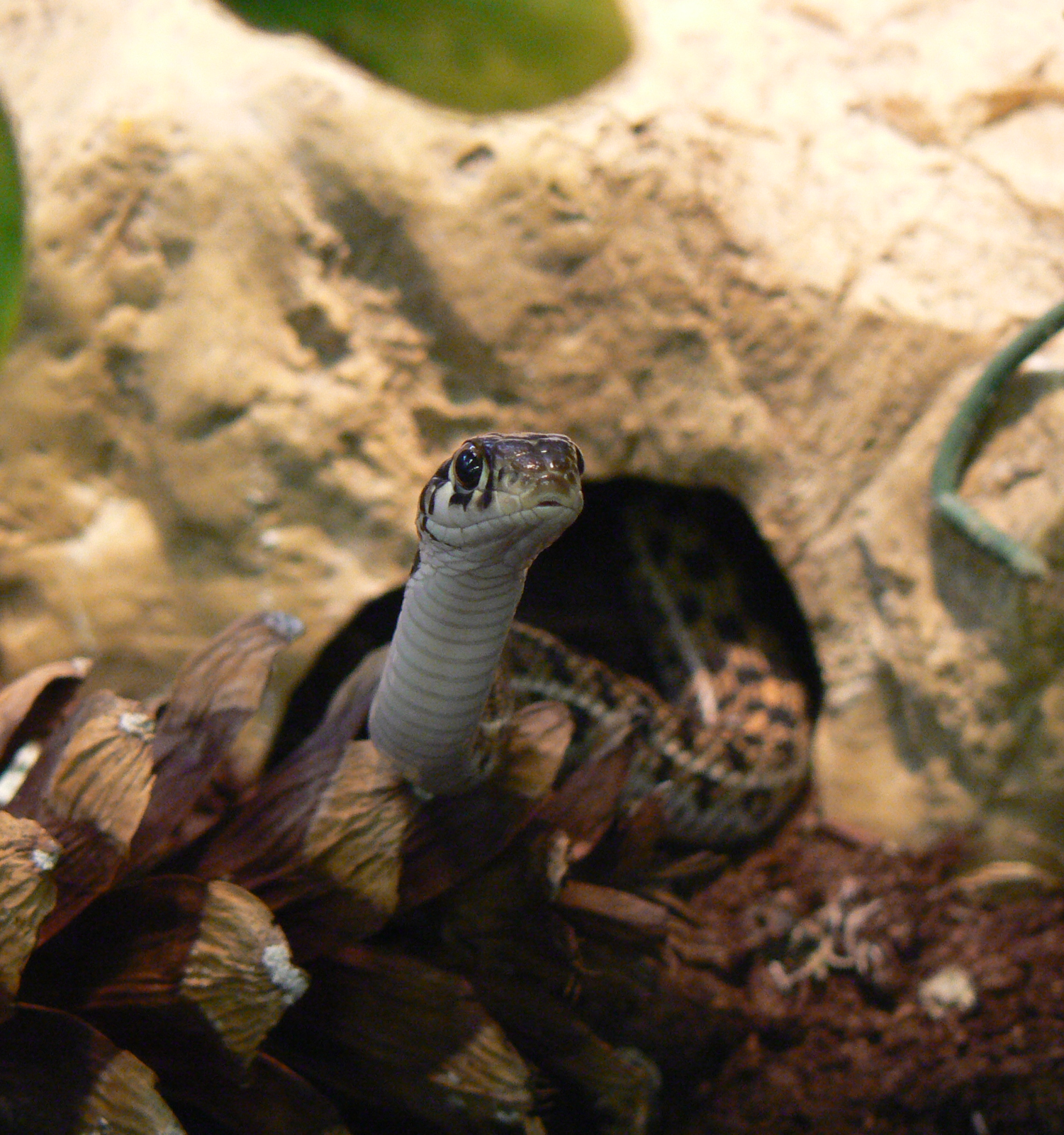 Garter Snake - 29 August 2016, Askham Bryan Wildlife and Conservation Park