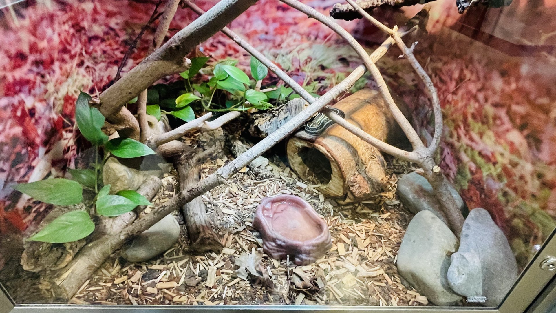 Garter Snake Enclosure