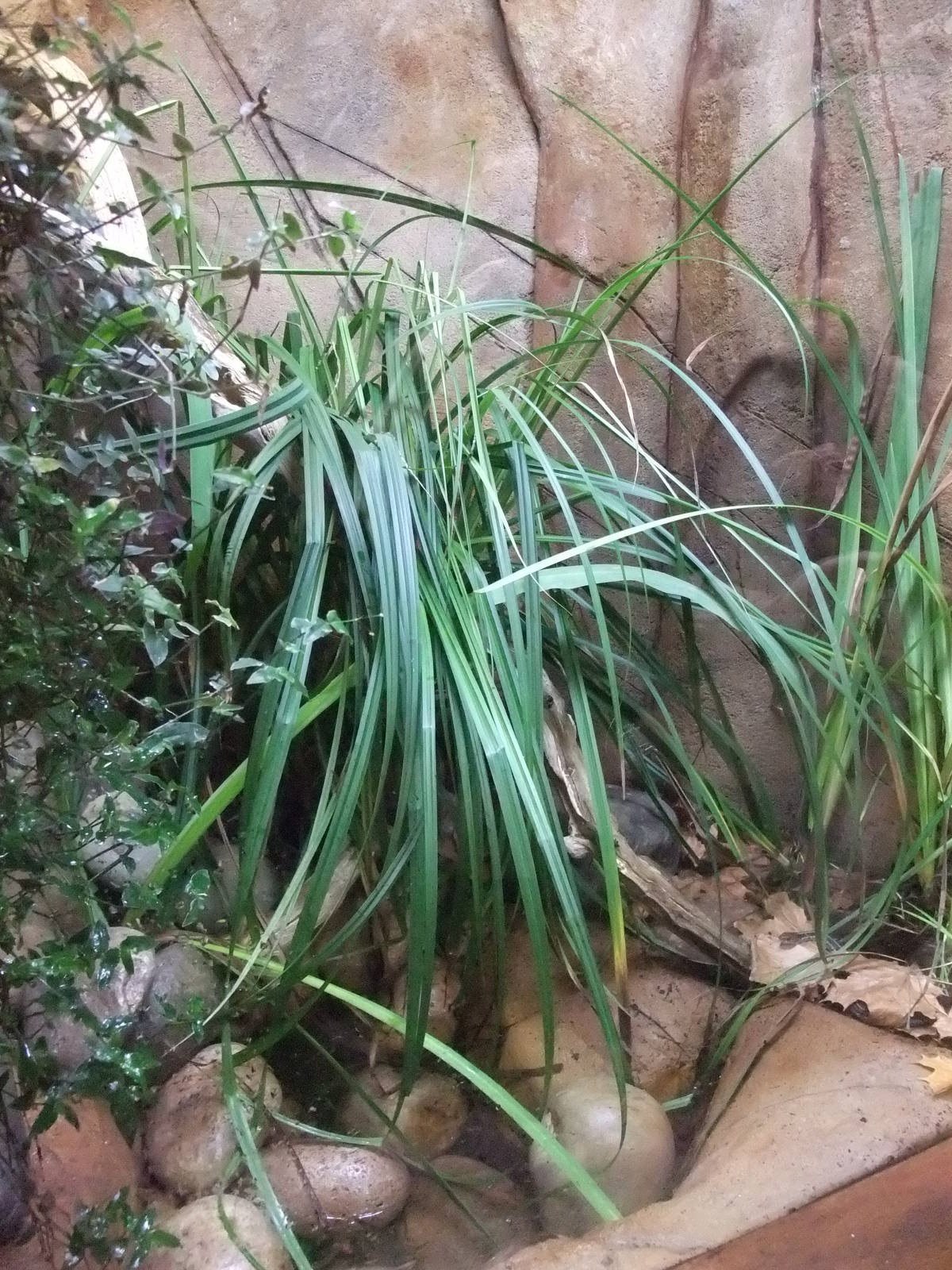 Garter Snake Exhibit at Chester, 16/07/11