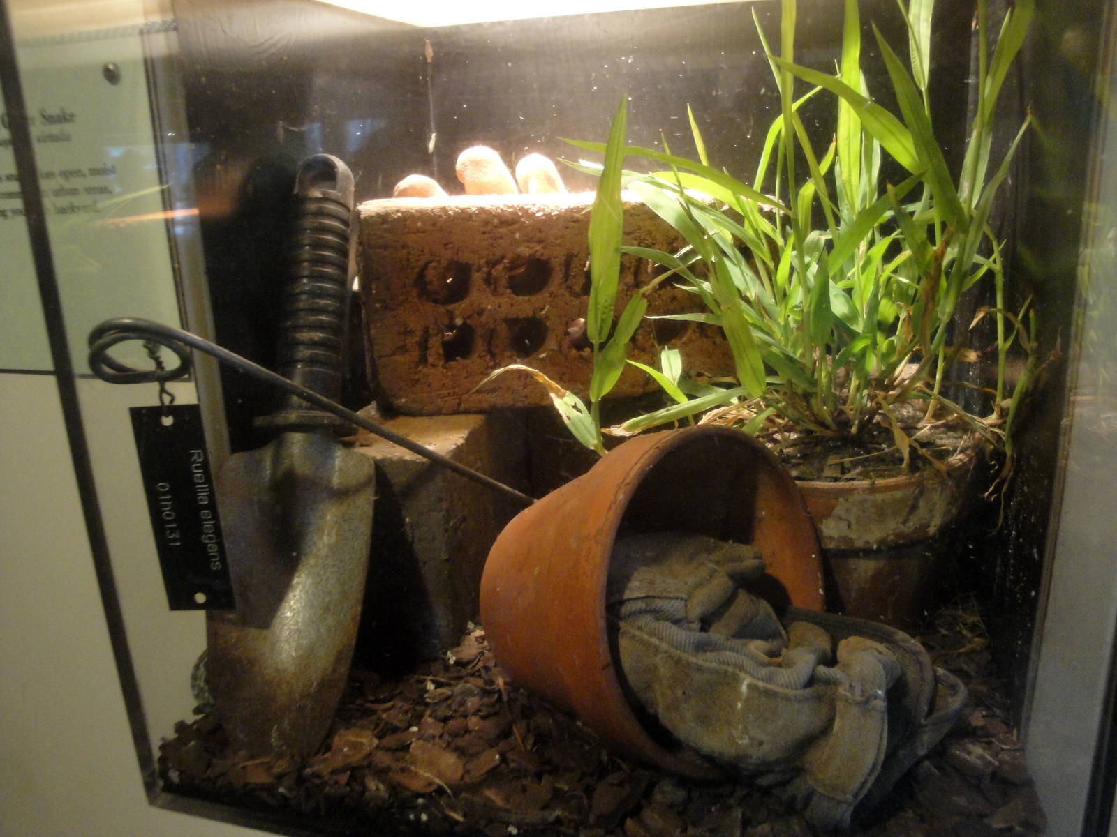 Garter Snake Exhibit