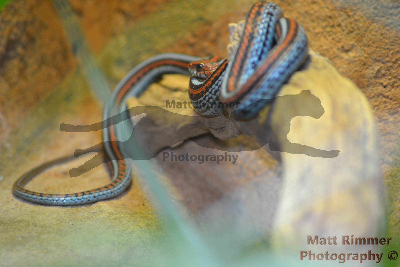 Garter Snake