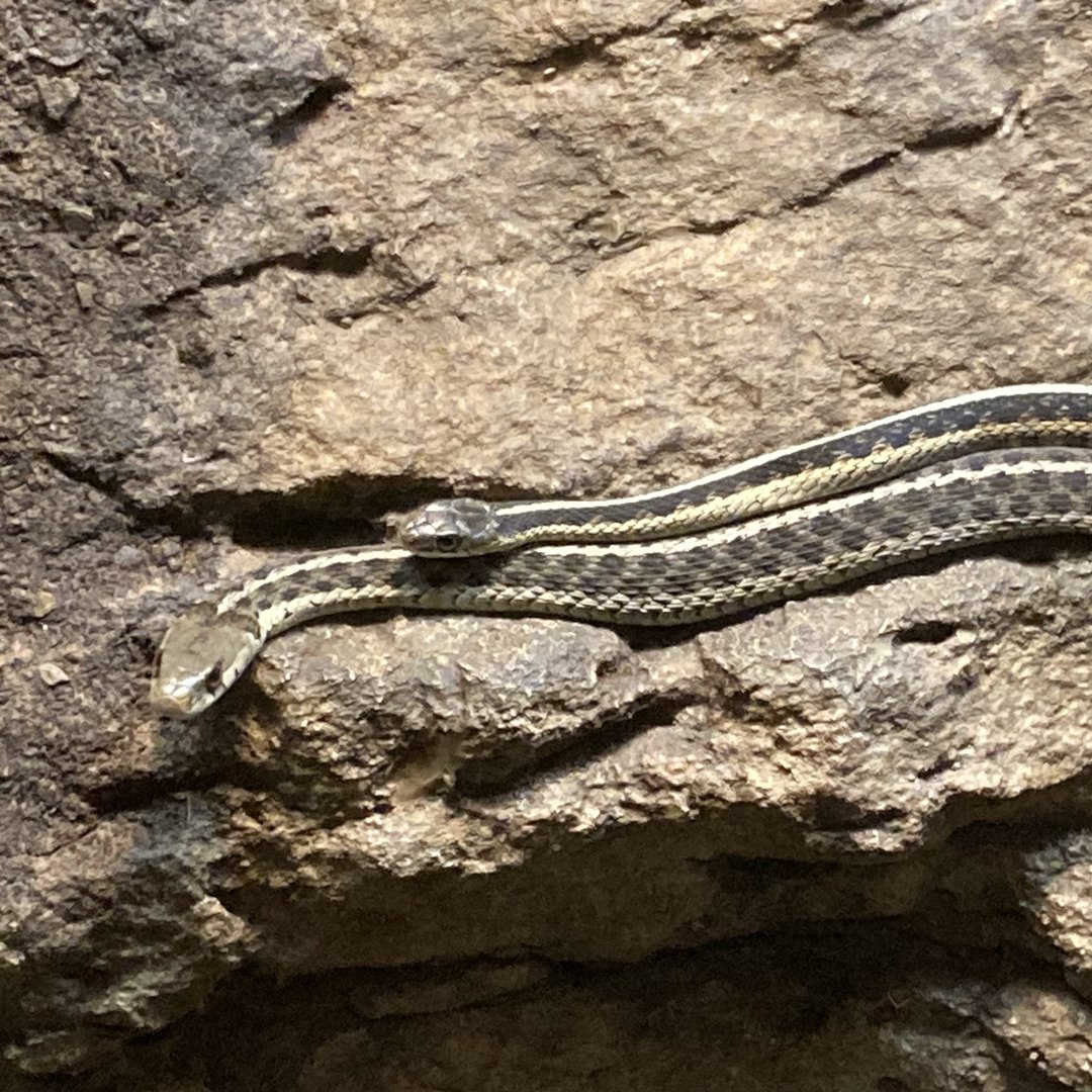 Garter Snakes