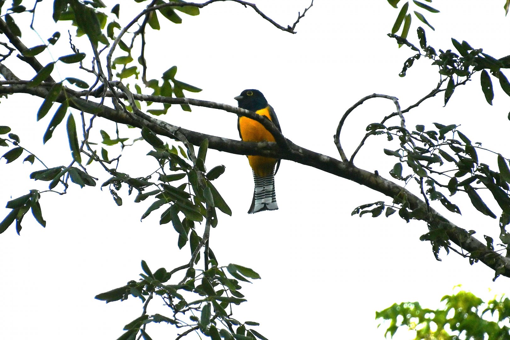 Gartered trogon (Trogon caligatus)