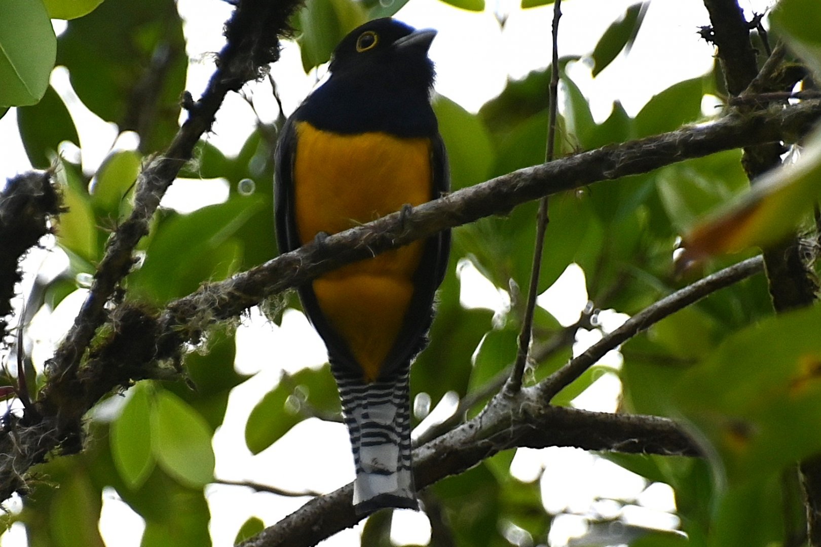 Gartered trogon (Trogon caligatus),