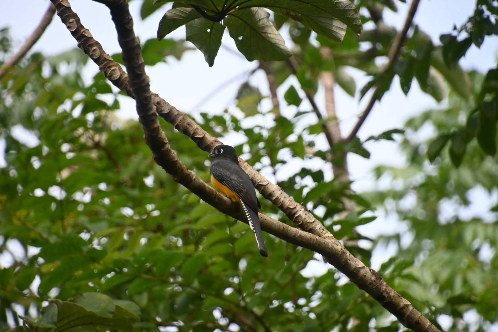 Gartered trogon
