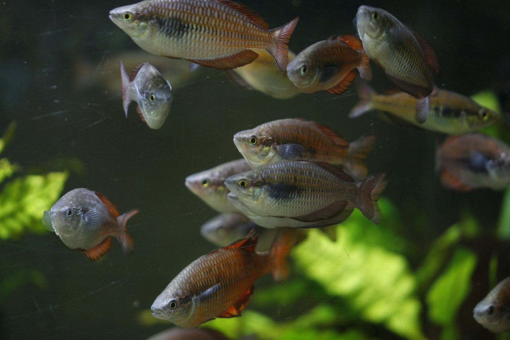Gary Lange's rainbowfish (Melanotaenia garylangei)