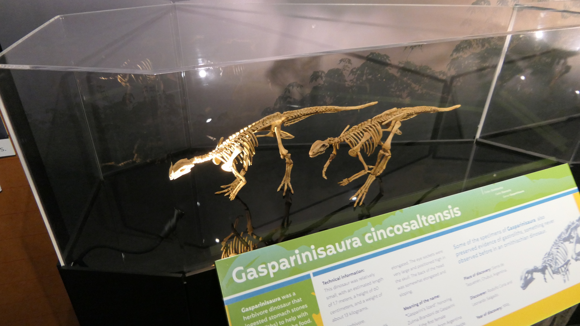 Gasparinisaura cincosaltensis - Dinosaurs of Patagonia