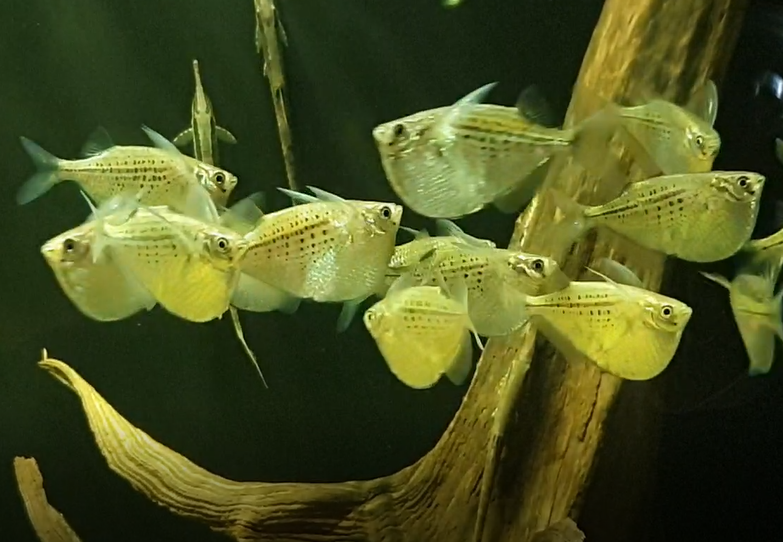 Gasteropelecus maculatus