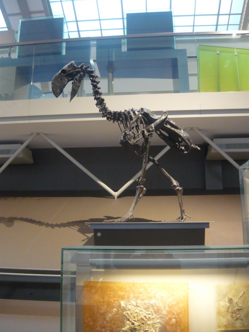 Gastornis skeleton